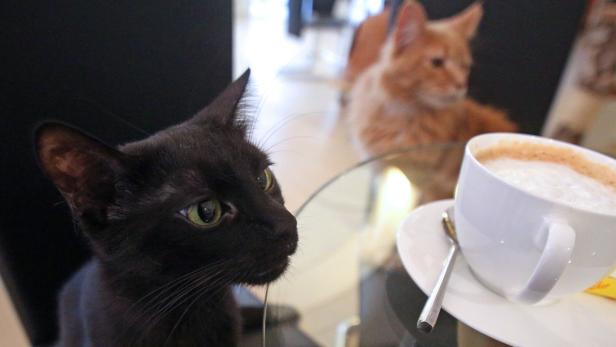Neues Café in Wien: Kaffee, Kuchen und Katzen