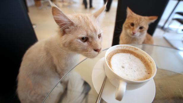 Neues Café in Wien: Kaffee, Kuchen und Katzen
