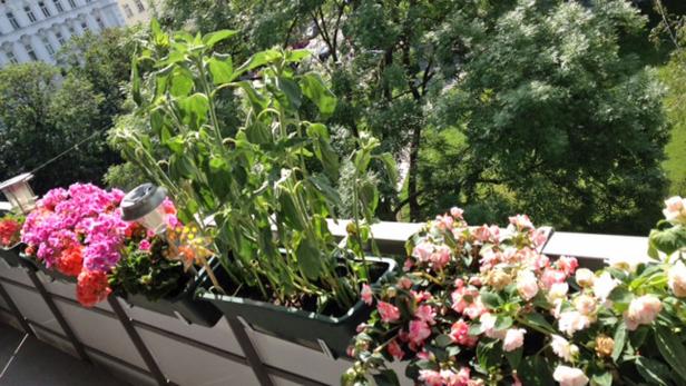 Blumenkästen mit bunten Blumen und jungen Sonnenblumen auf einem Balkon.