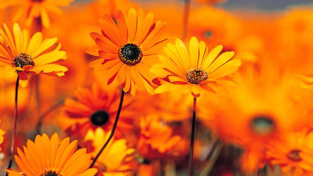 Nahaufnahme von orangefarbenen Gänseblümchen in einem Feld.
