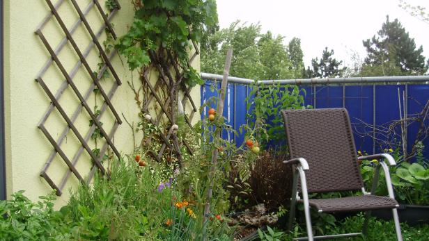 Ein Garten mit Tomatenpflanzen, Weinreben und einem braunen Stuhl.
