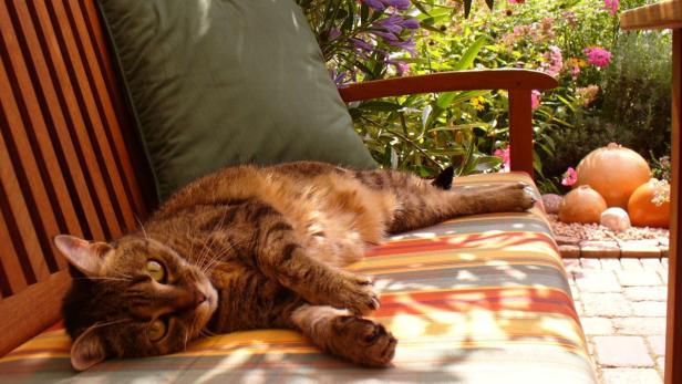 Eine getigerte Katze entspannt auf einer Gartenbank mit bunten Streifen.