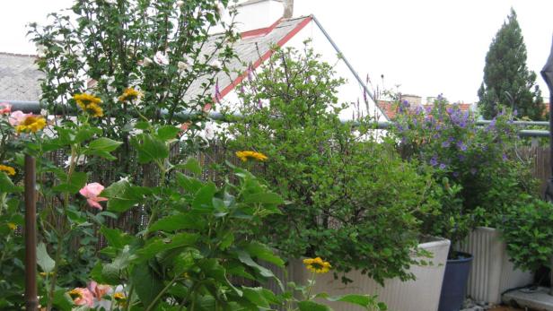 Blumen und Pflanzen in Töpfen auf einem Balkon vor einem Haus.