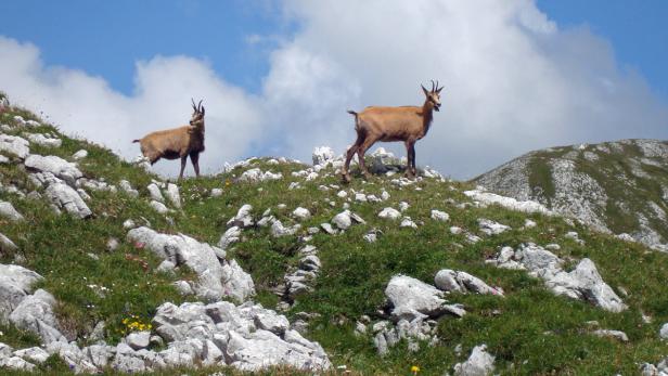 Sommerfrische: Wer wird der Sieger?