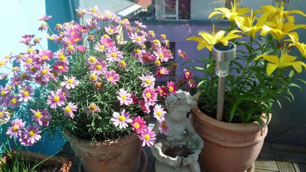 Rosa Margeriten und gelbe Lilien stehen in Tontöpfen auf einem Balkon.