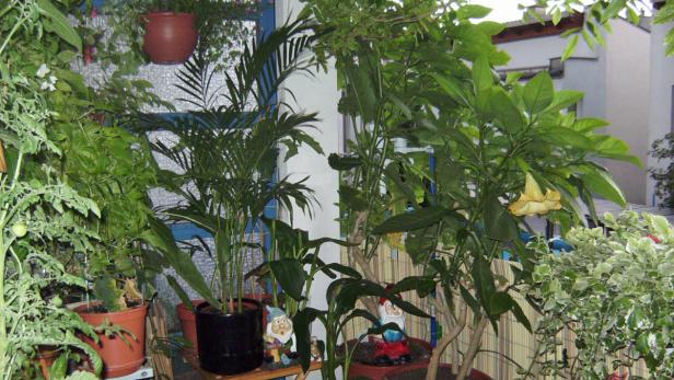 Verschiedene Topfpflanzen und Gartenzwerge auf einem Balkon.