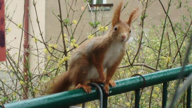 Ein Eichhörnchen sitzt auf einem grünen Geländer vor blühenden Büschen.