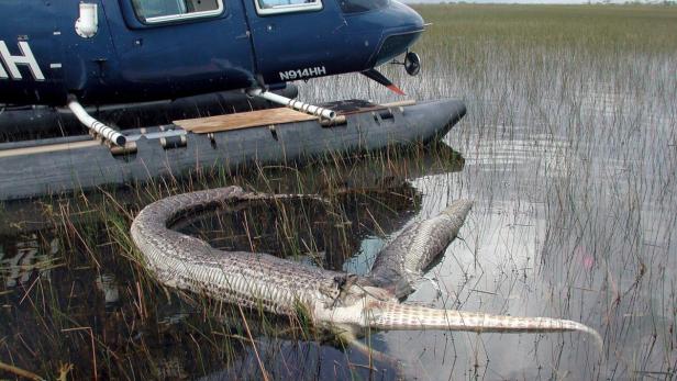 Riesiger Python in Florida gefangen