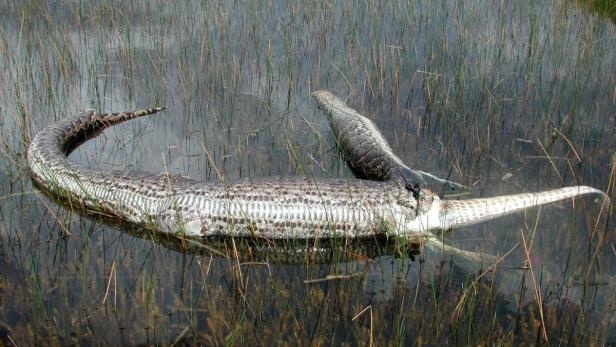 Riesiger Python in Florida gefangen