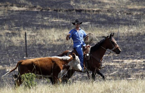 Ein Cowboy auf einem Pferd wirft ein Lasso in Richtung einer Kuh.