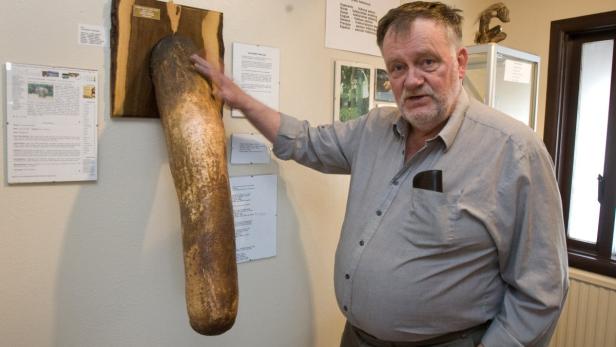 Ein Mann steht neben einem ausgestellten Elefantenpenis in einem Museum.