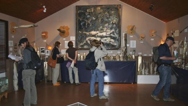 Besucher betrachten Ausstellungsstücke in einem naturhistorischen Museum.