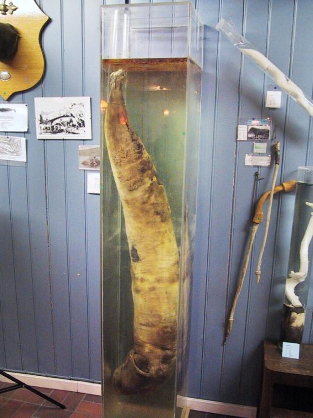 Ein konservierter Walpenis wird in einem Museum ausgestellt.