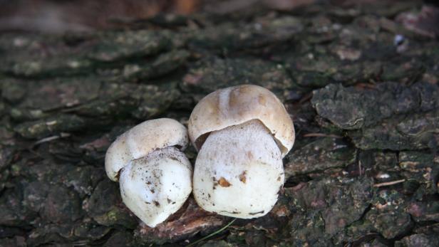 Lafer kocht mit den Jahreszeiten: Pilz-Salat & Kaninchen