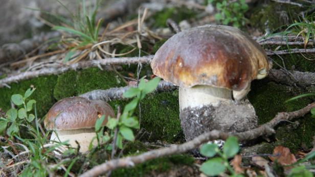 Lafer kocht mit den Jahreszeiten: Pilz-Salat & Kaninchen