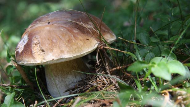 Lafer kocht mit den Jahreszeiten: Pilz-Salat & Kaninchen