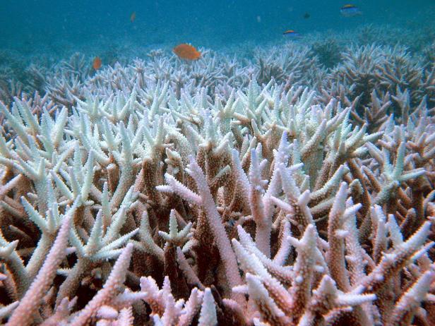 Gebleichte Korallenriffe mit einigen Fischen schwimmen darüber.
