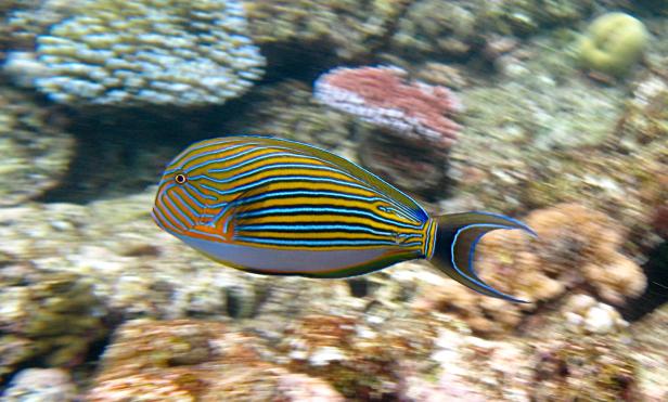Ein Doktorfisch mit blauen und gelben Streifen schwimmt im Meer.