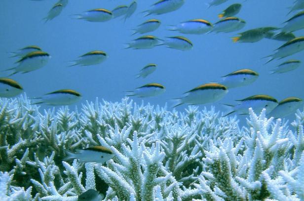 Eine Gruppe Fische schwimmt über gebleichte Korallen.