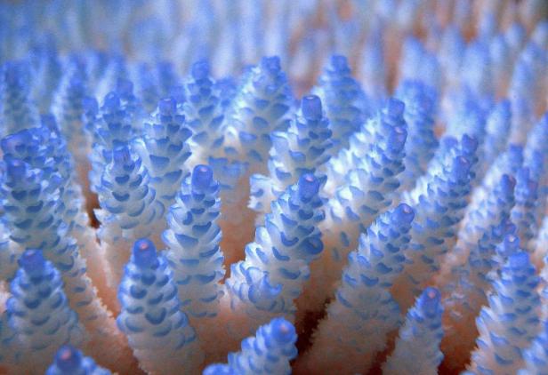 Nahaufnahme von blau gefärbten Acropora-Korallen.