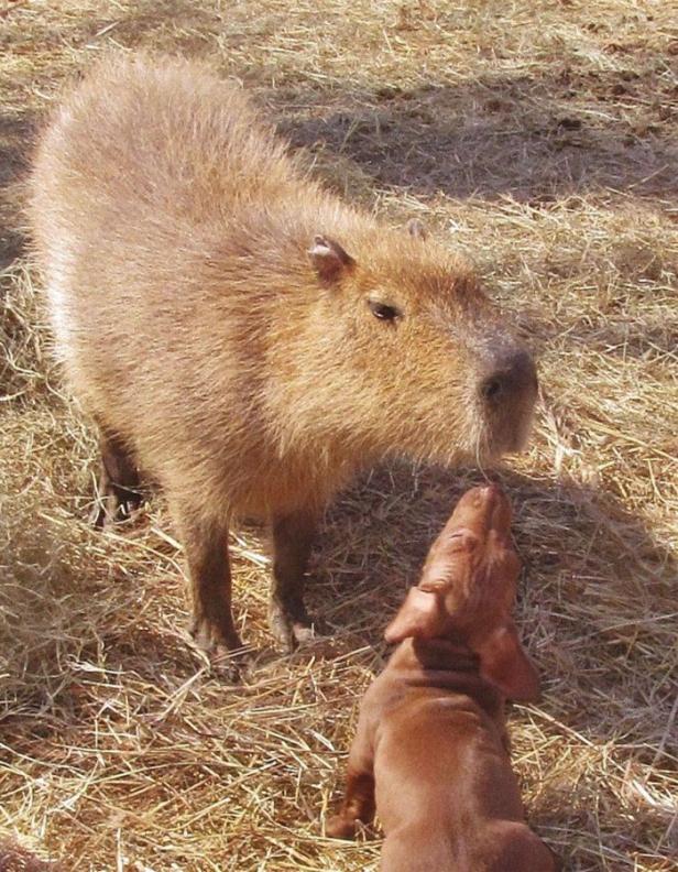 Wasserschwein "Cheesecake" adoptiert Hundewelpen