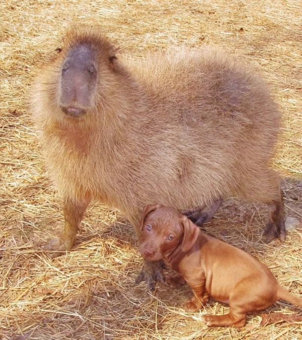 Wasserschwein "Cheesecake" adoptiert Hundewelpen