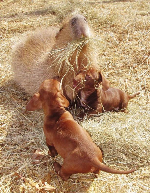 Wasserschwein "Cheesecake" adoptiert Hundewelpen