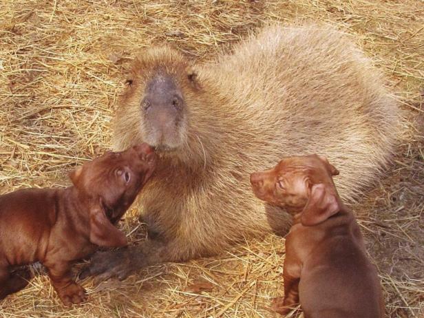 Wasserschwein "Cheesecake" adoptiert Hundewelpen