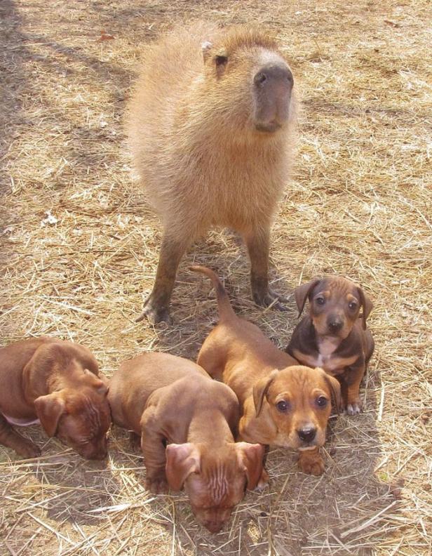 Wasserschwein "Cheesecake" adoptiert Hundewelpen