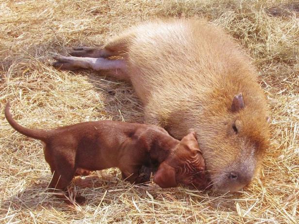 Wasserschwein "Cheesecake" adoptiert Hundewelpen