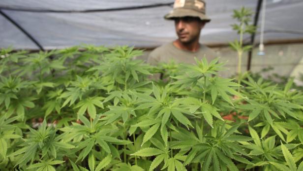 Ein Mann mit Hut steht in einem Gewächshaus voller Cannabispflanzen.