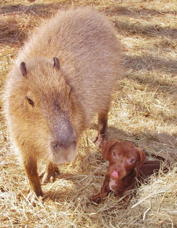 Wasserschwein "Cheesecake" adoptiert Hundewelpen