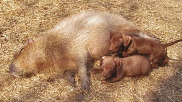 Wasserschwein "Cheesecake" adoptiert Hundewelpen