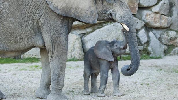 Schönbrunn packt Kuschelkeule aus