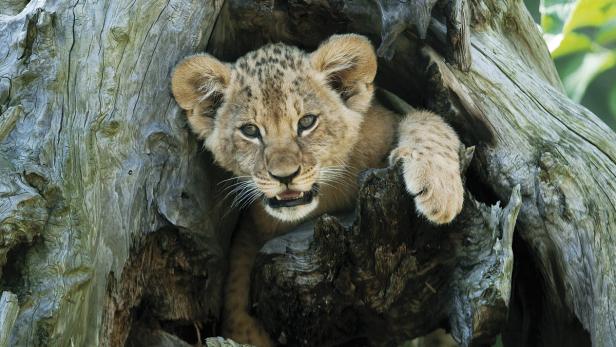 Schönbrunn packt Kuschelkeule aus