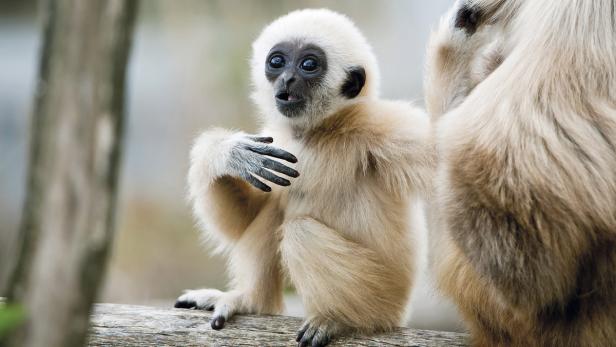 Schönbrunn packt Kuschelkeule aus