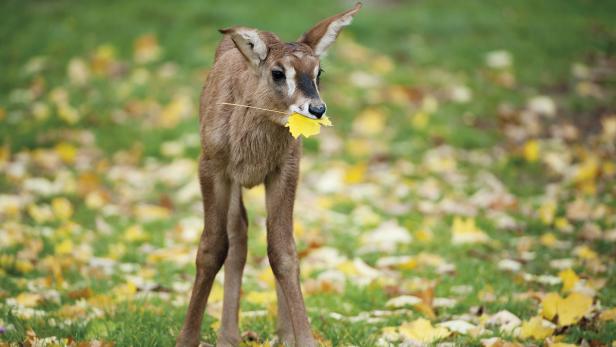 Schönbrunn packt Kuschelkeule aus