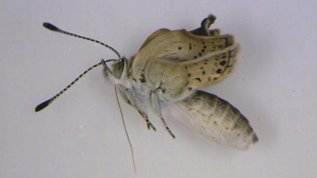 Ein blassgelber Schmetterling mit dunklen Flecken auf den Flügeln liegt auf einer weißen Oberfläche.
