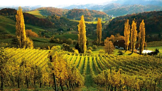 Ein Weinberg mit gelben Blättern und hohen, schlanken Bäumen im Herbst.