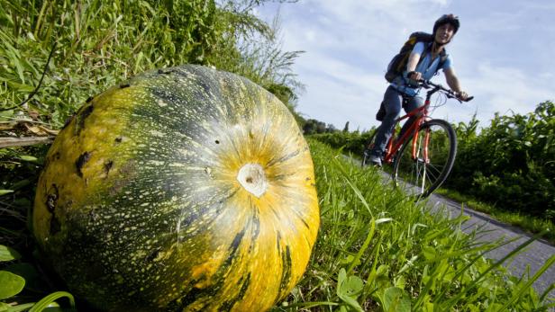 Ein großer Kürbis liegt im Gras, während eine Radfahrerin vorbeifährt.