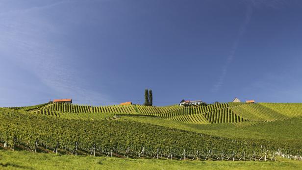 Hügelige Weinberge unter blauem Himmel mit einigen Häusern auf den Hügeln.