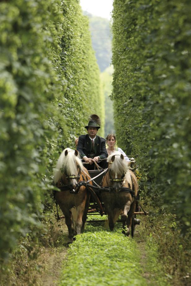 Ein Paar in Tracht fährt mit einer von zwei Pferden gezogenen Kutsche durch ein Hopfengarten.