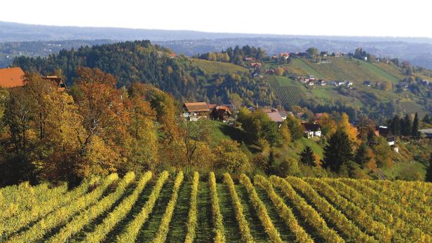 Blick über gelbe Weinberge auf eine hügelige Landschaft mit Häusern.