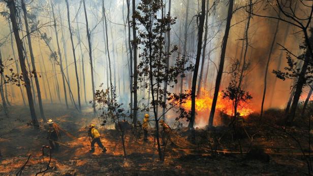 Mehrere Feuerwehrleute bekämpfen einen Waldbrand.