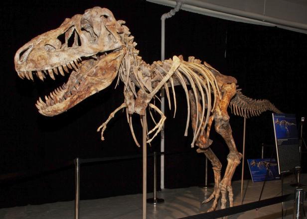 Nicolas Cage gibt gestohlenen Dinosaurierschädel zurück