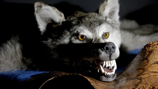 Wolf & Affenschädel: Was im Zoll hängen bleibt