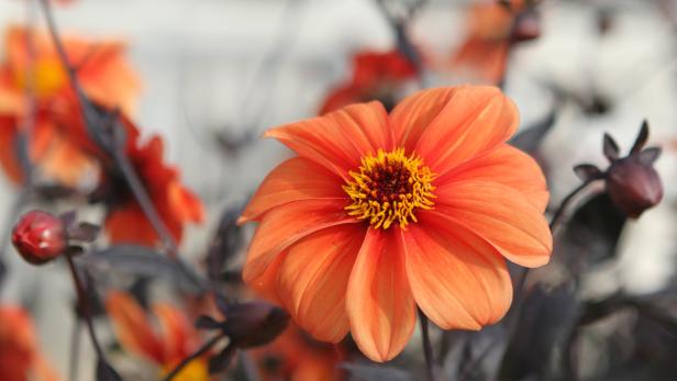 Eine orangefarbene Dahlie blüht mit gelben Staubgefäßen.