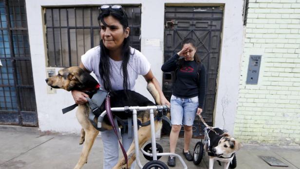 Eine Frau trägt einen Hund mit einem Rollwagen, während ein anderer Hund mit Rollwagen an der Leine geführt wird.
