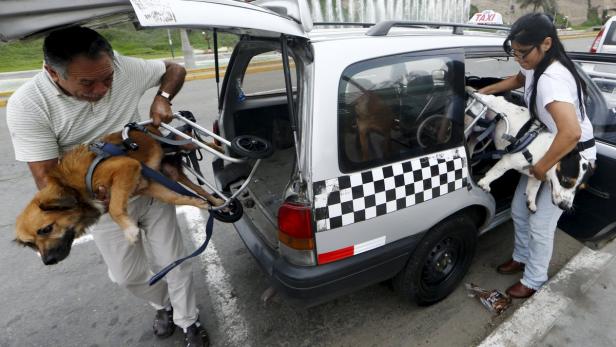 Zwei Personen helfen Hunden mit Gehhilfen in ein Taxi zu steigen.