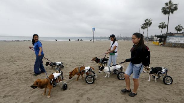 Drei Frauen führen Hunde, von denen einige Rollstühle tragen, am Strand entlang.